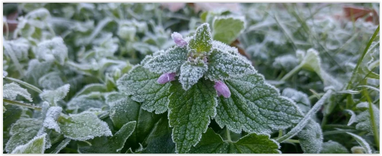 Eindejaars Plantenjacht 2022 van start!