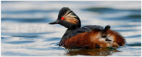 De 9 populairste vogelgebieden in Nederland