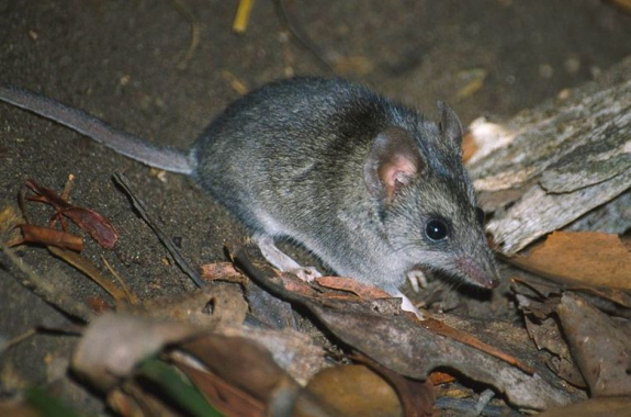 Smalvoetbuidelmuis