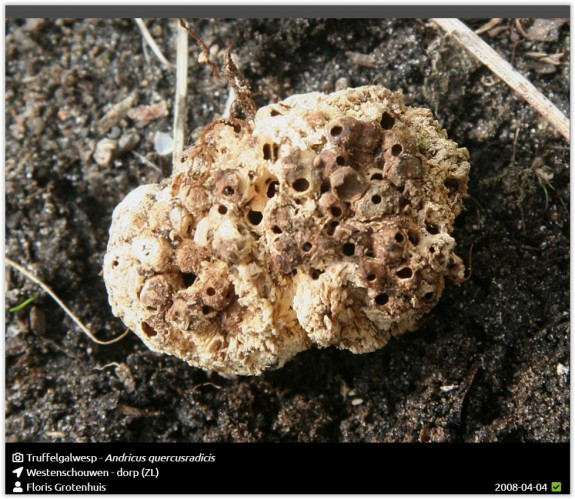 Truffelgalwesp