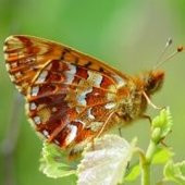 Veenbesparelmoervlinder