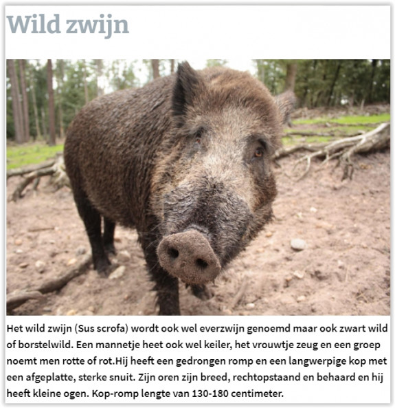 Wild zwijn