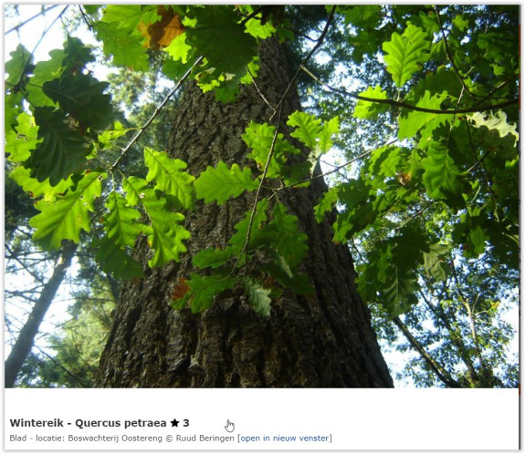 wintereik Quercus Petraena