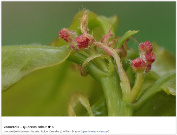 Zomereik Quercus Robur Bloeiwijze vrouwelijk