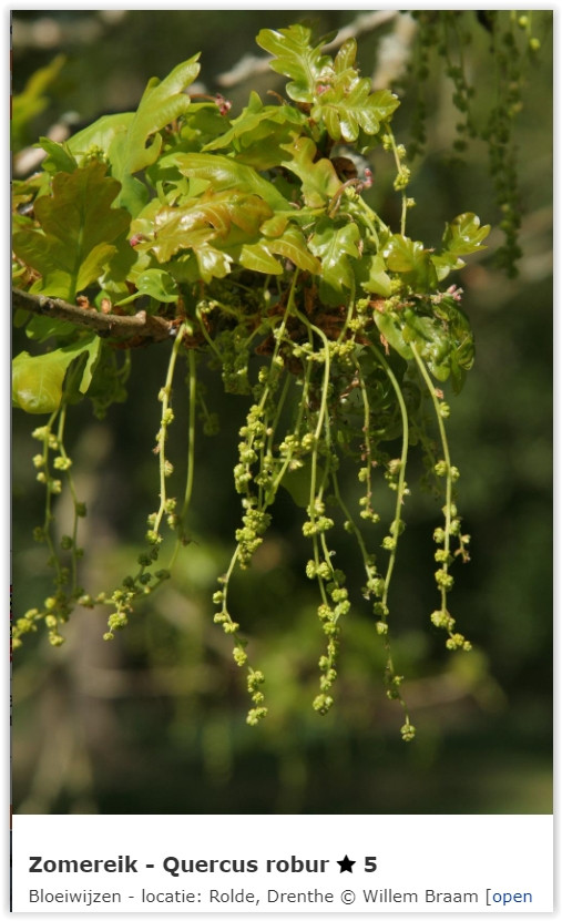 Bloeiwijze zomereik quercus robur