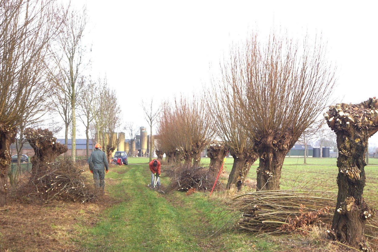 Boomverzorgers snoeien knotwilgen langs een landweg met takken opgestapeld op de grond.