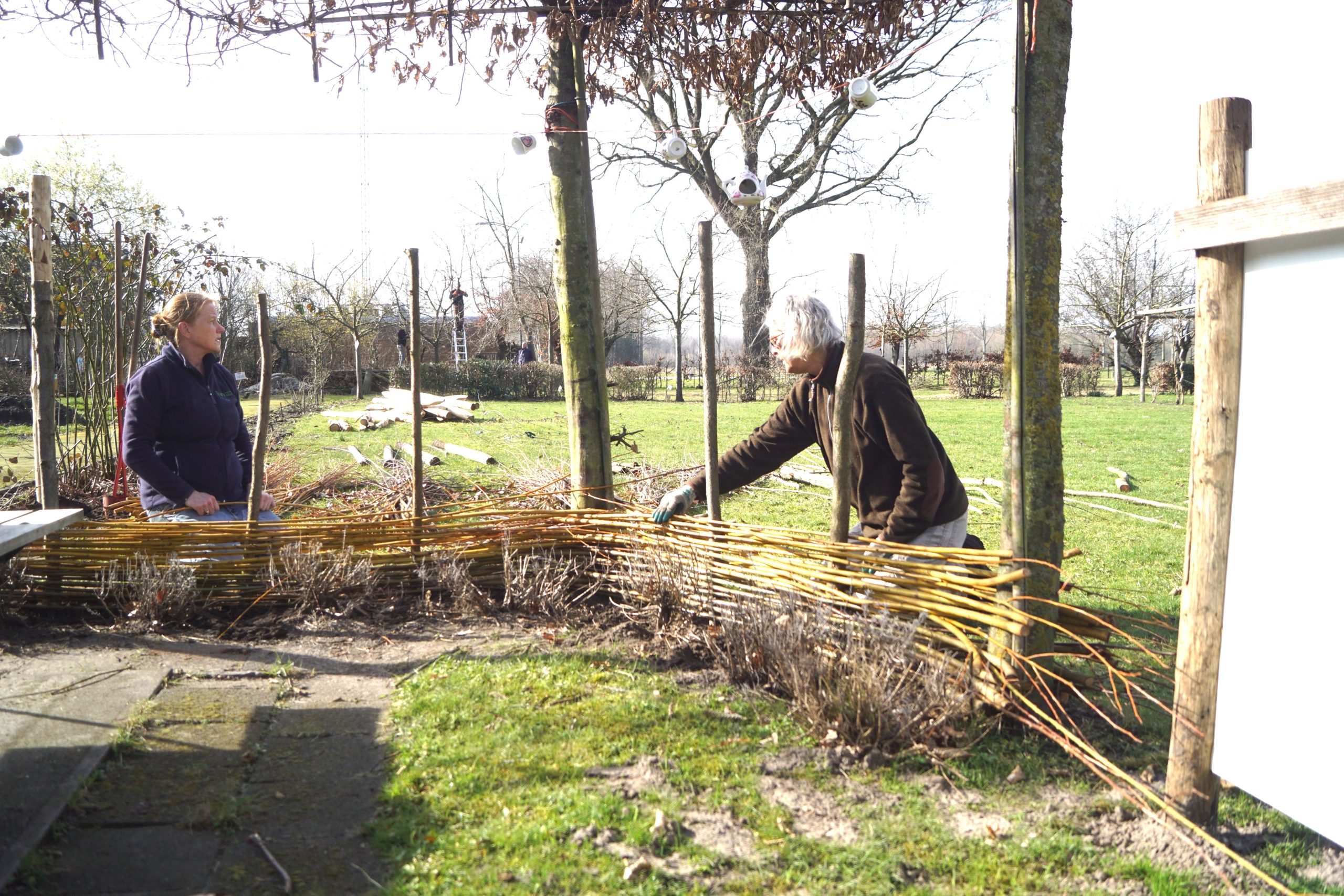 Mensen vlechten een laag wilgenhek in een tuin bij zonnig weer.