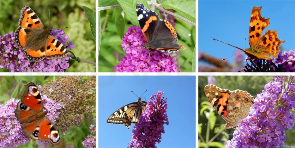 Zes vlinders op paarse bloemen tegen een groene en blauwe achtergrond.