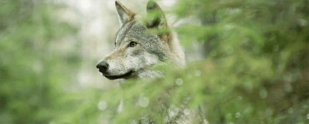 Wolf tussen groene bladeren in een bos, kijkend naar links.