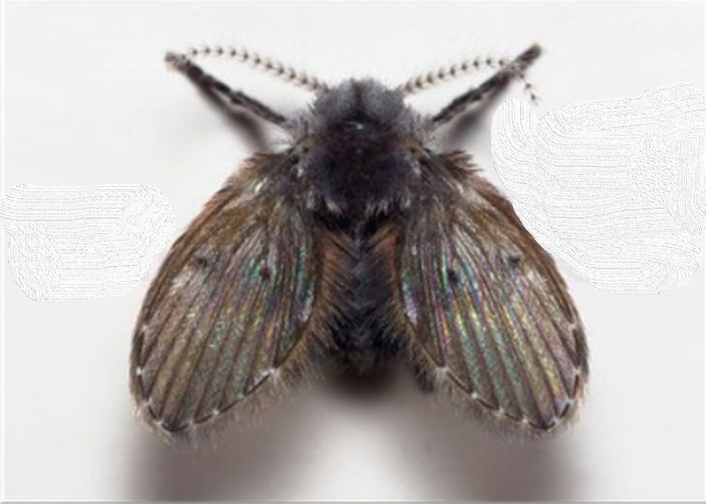 Close-up van een mot met harige antennes en iriserende vleugels, op een witte achtergrond.