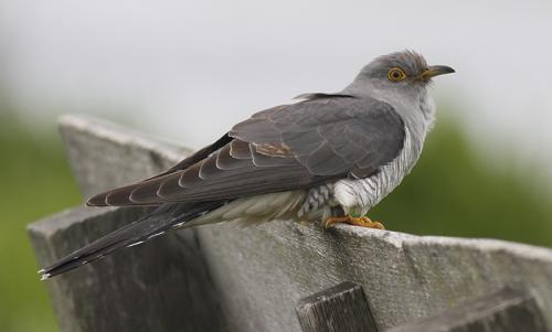 Koekoek rustend op een houten hek met wazige groene achtergrond.