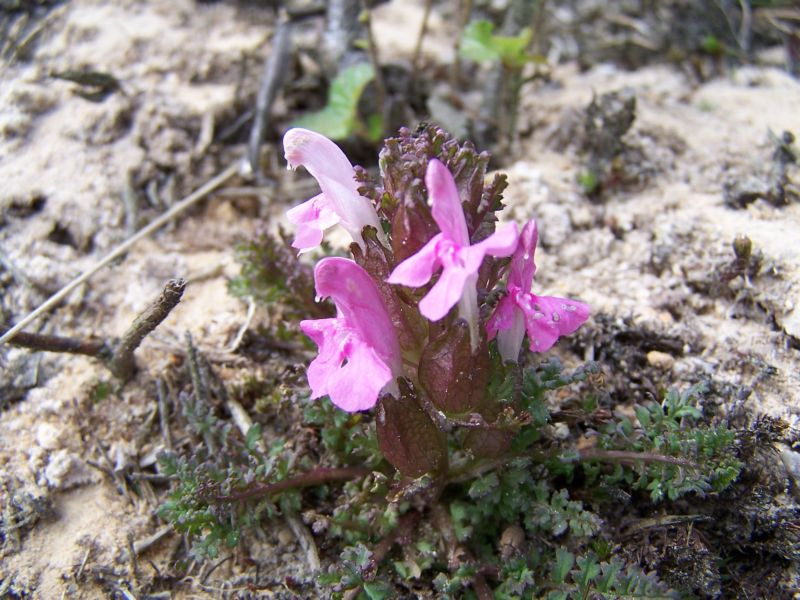 Kleine roze bloemen op een korte stengel, groeiend in zandige grond.