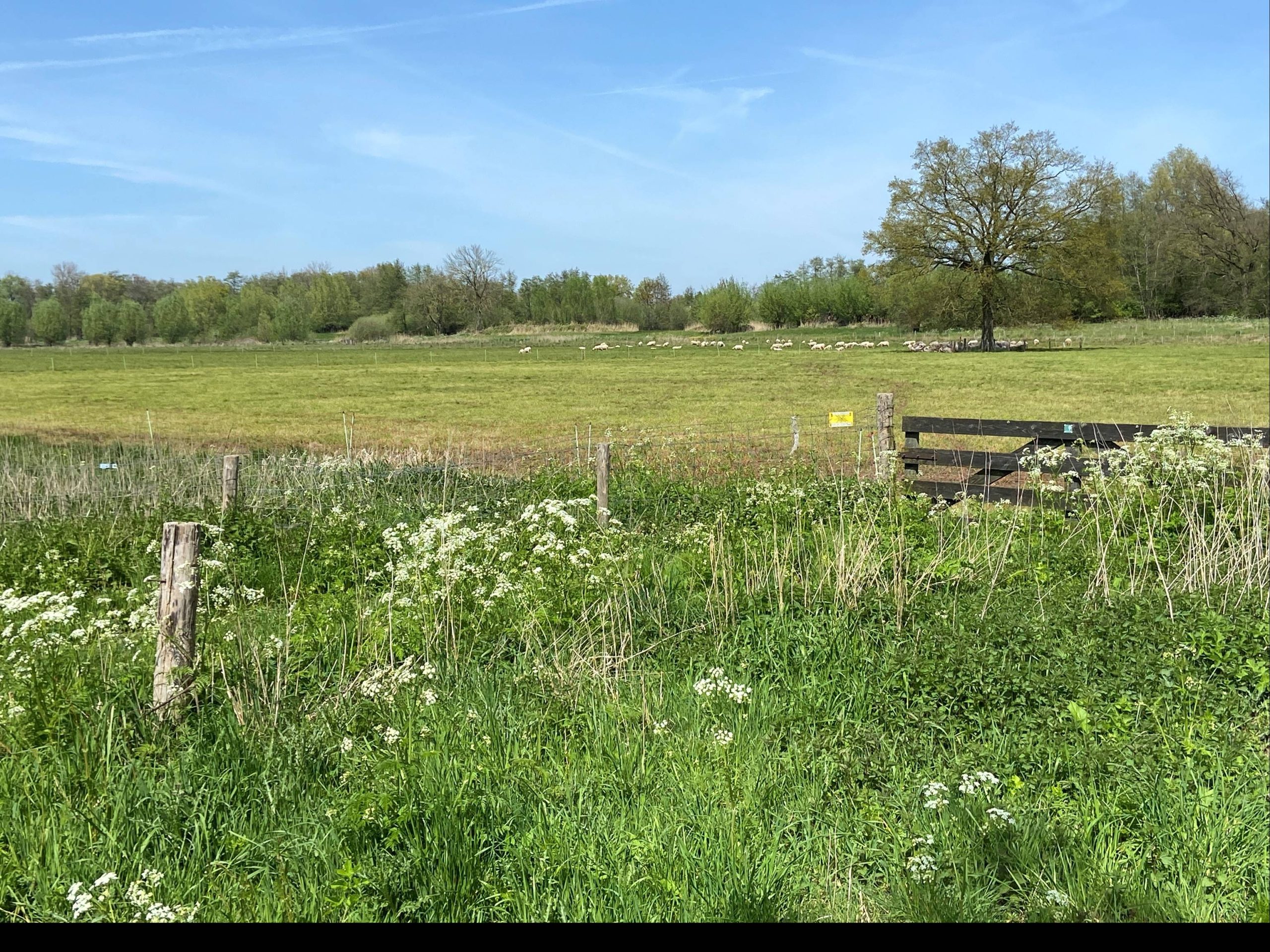 Uitgestrekt grasveld met boom en schapen in de verte, omgeven door bosrand. Hek in de voorgrond.