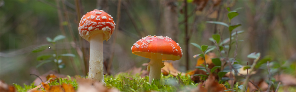Twee vliegenzwammen staan op een groene bosgrond, omringd door bladeren en planten.