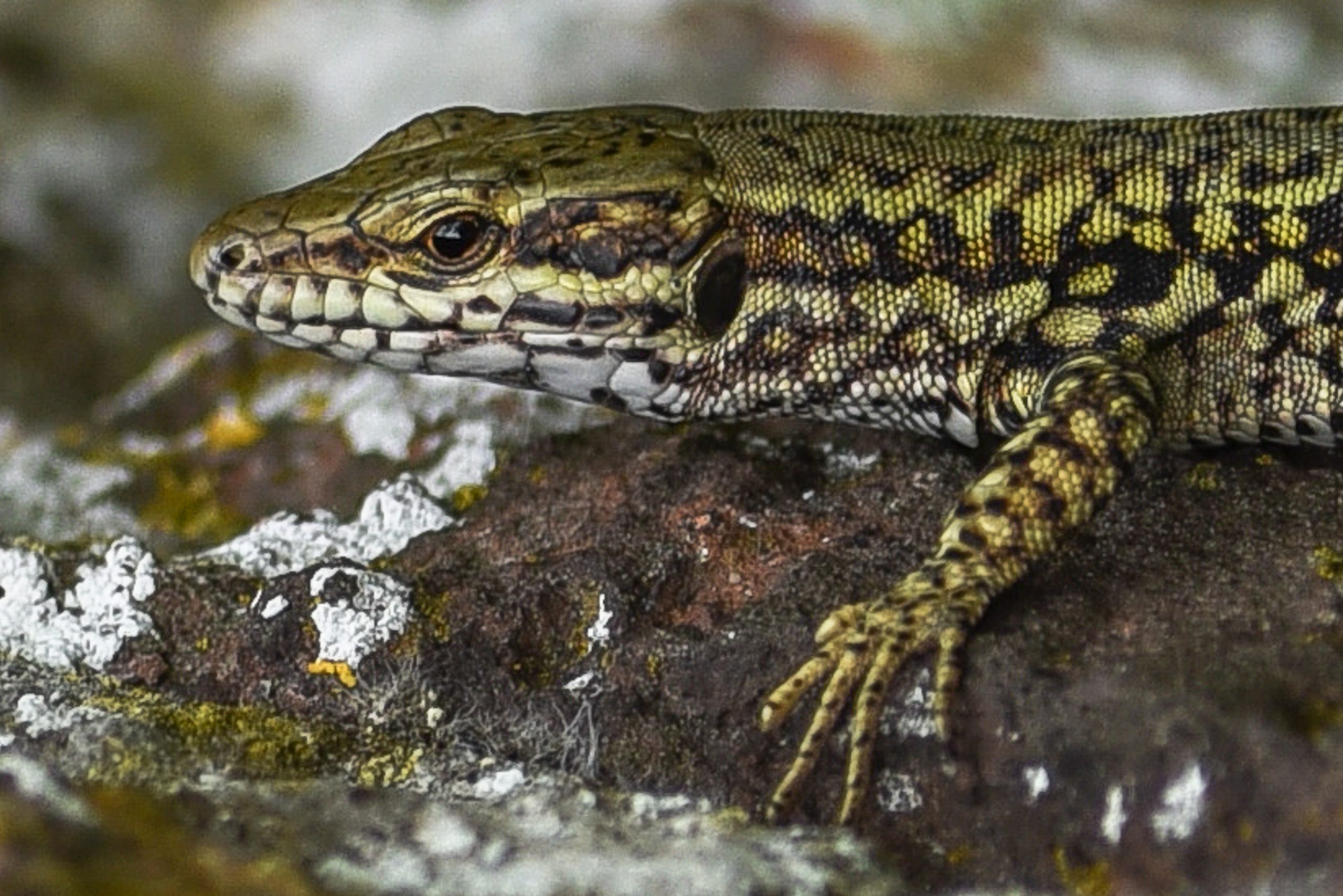 Close-up van een hagedis op een rots met mos.