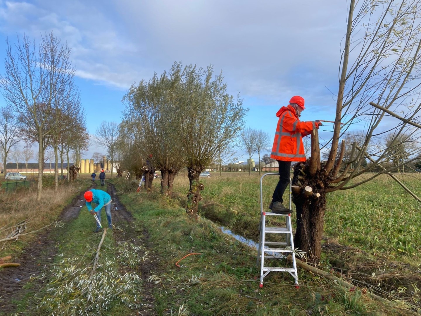 Mensen snoeien wilgenbomen langs een landweg, gekleed in oranje werkjassen en helmen.