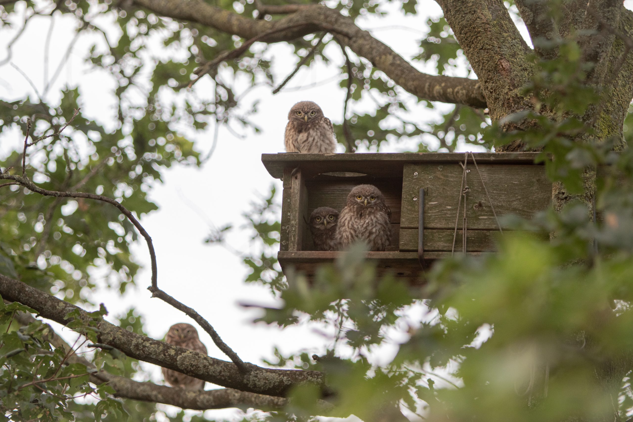 Jonge uilen zitten in en op een houten nestkast in een boom, omringd door bladeren.