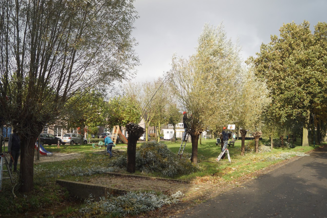 Mensen snoeien bomen in een park met ladders en zagen, met gesnoeide takken op de grond.