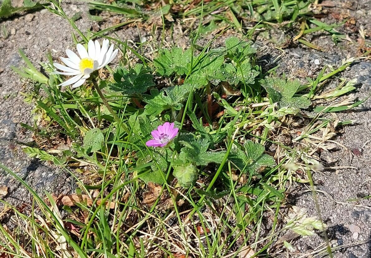 Witte en paarse bloemen groeien tussen gras en onkruid op een zonnig, stenig oppervlak.