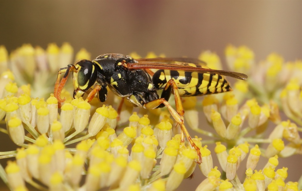 Een wesp op lichtgele bloemen, van dichtbij gefotografeerd.