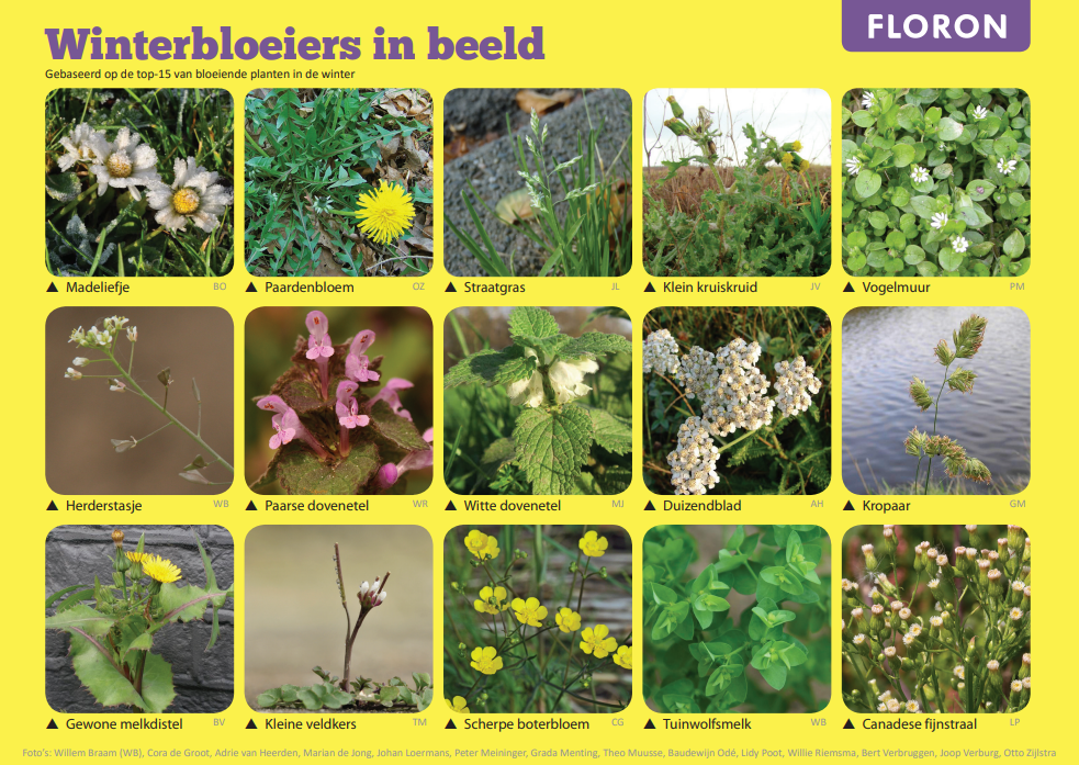 Afbeelding met 15 winterbloeiers, waaronder madeliefje, paardenbloem en kleine veldkers.