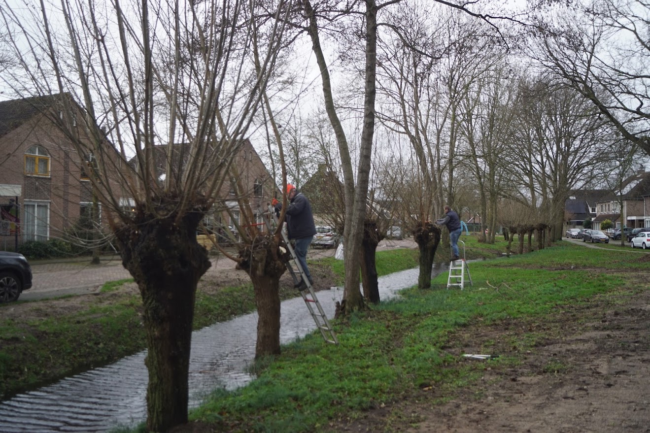 Twee mannen snoeien knotwilgen langs een sloot in een woonwijk.