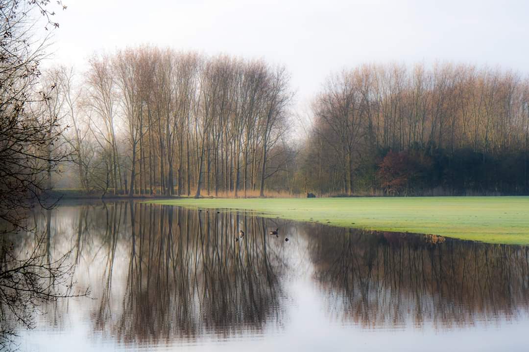 Boomrij langs een kalme vijver met weerspiegelingen en een grasveld op de achtergrond.