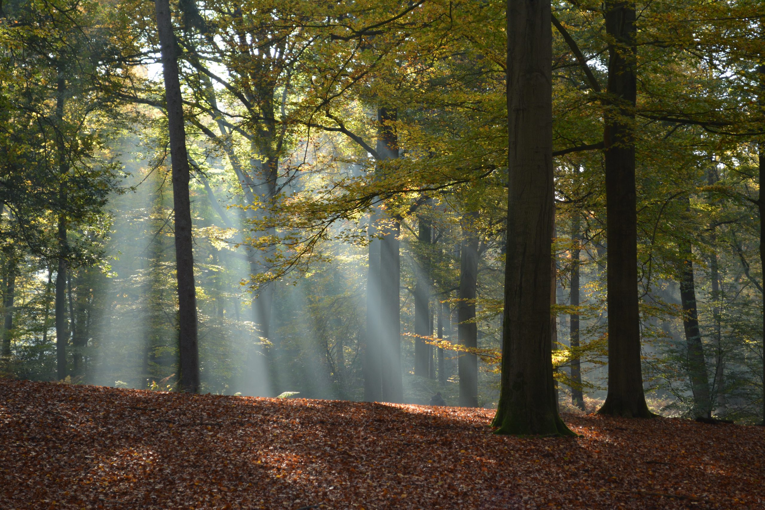 Zonnestralen schijnen door herfstbomen in een bos met bladeren op de grond.