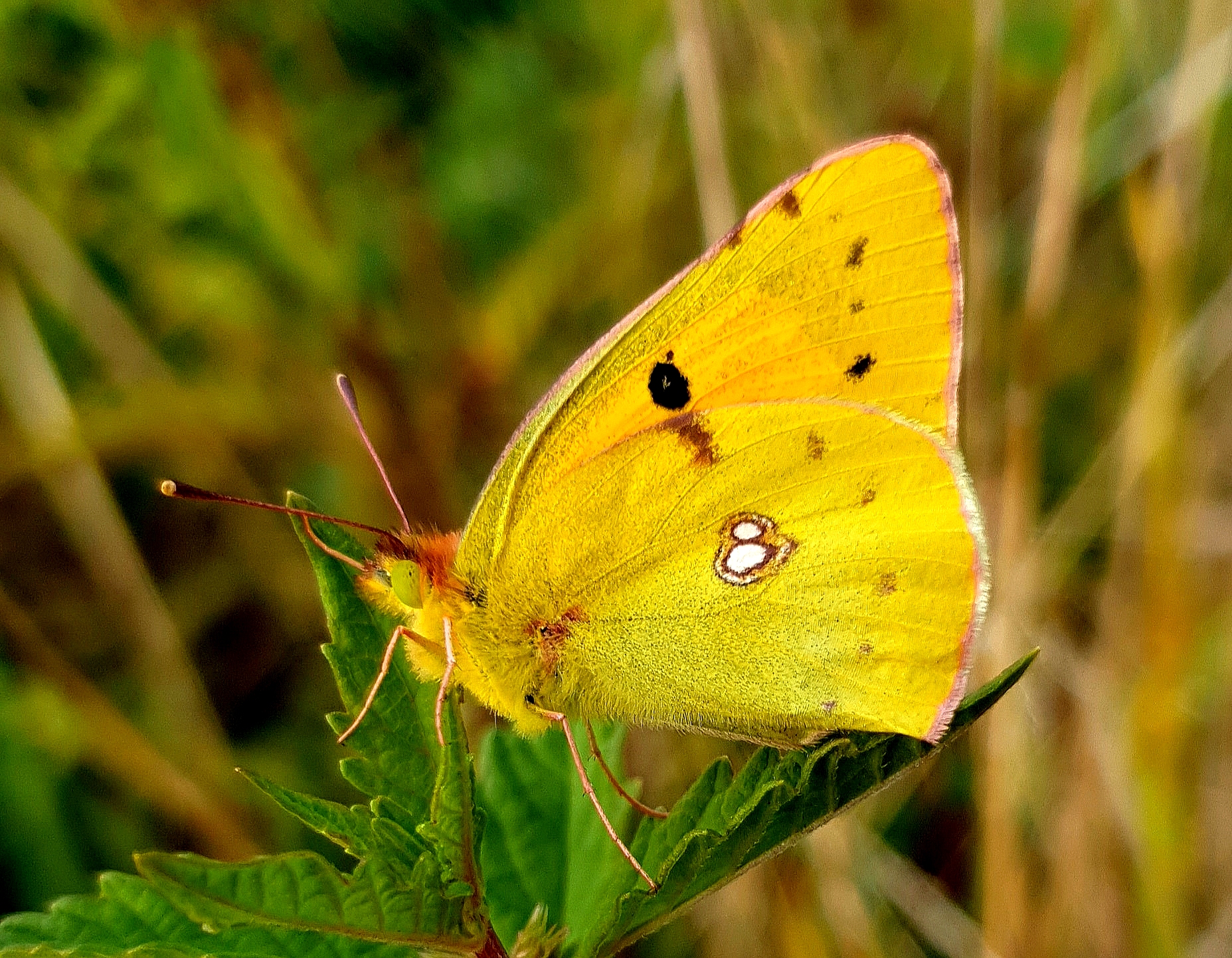 Gele vlinder op groen blad met vlekken op de vleugels, tegen een natuurlijke achtergrond.
