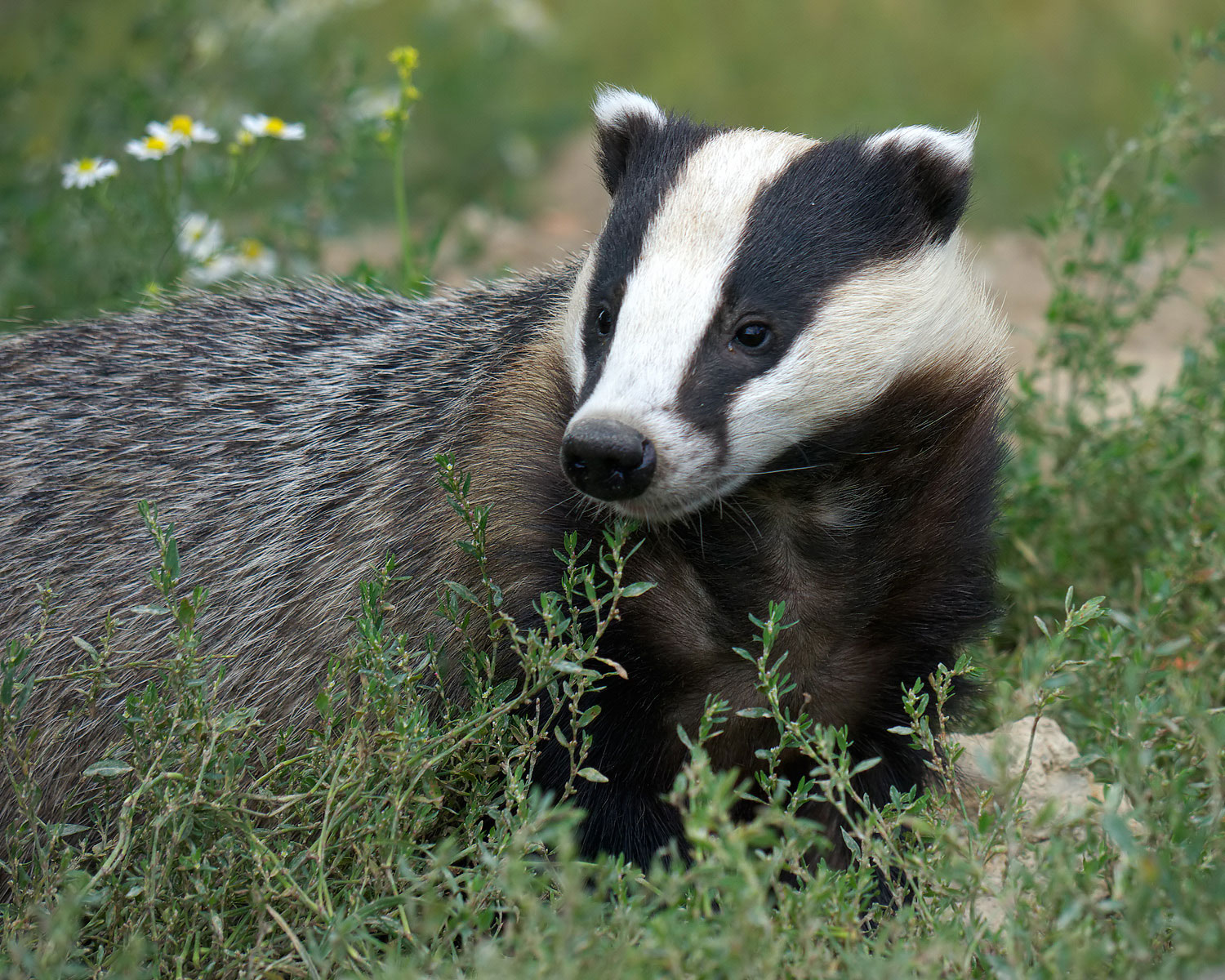 Das speurt rond in gras, met witte bloemetjes op de achtergrond.