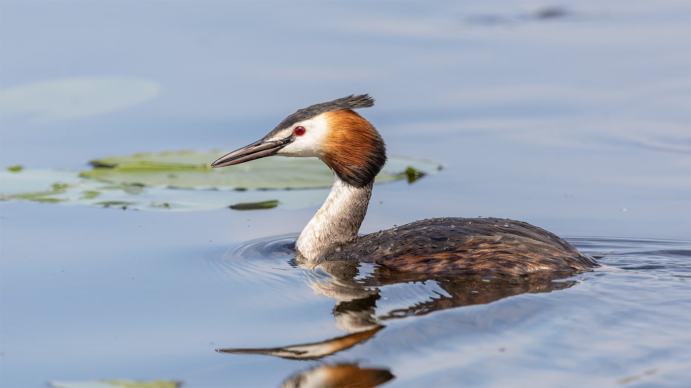 Fuut zwemt in rustig water met waterlelies op de achtergrond.