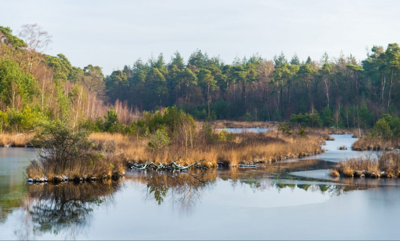 Rustig natuurgebied met meertjes, rietvelden en een bos op de achtergrond.
