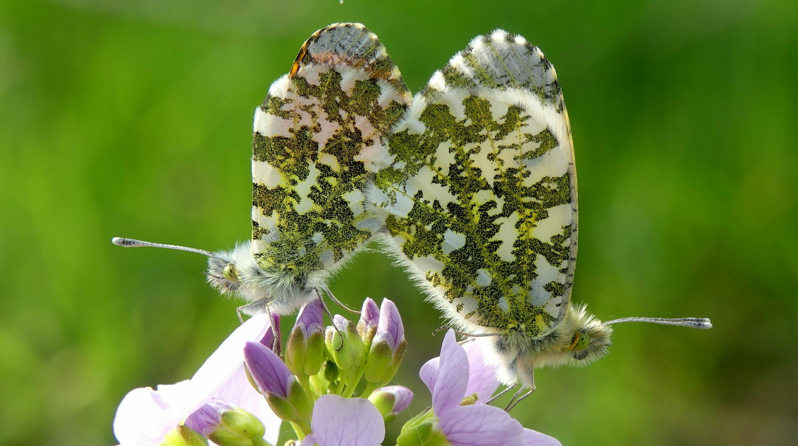 Twee vlinders met gevlekte vleugels op een roze bloem tegen een groene achtergrond.