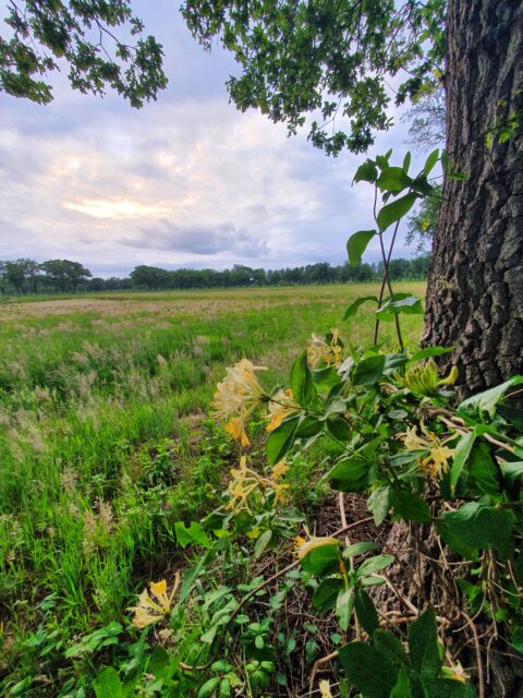 Boomstam met bloemen op de voorgrond, weids grasland en bewolkte lucht op de achtergrond.
