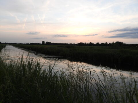 Rustige zonsondergang boven een sloot met riet en waterplanten, omgeven door een groene horizon.