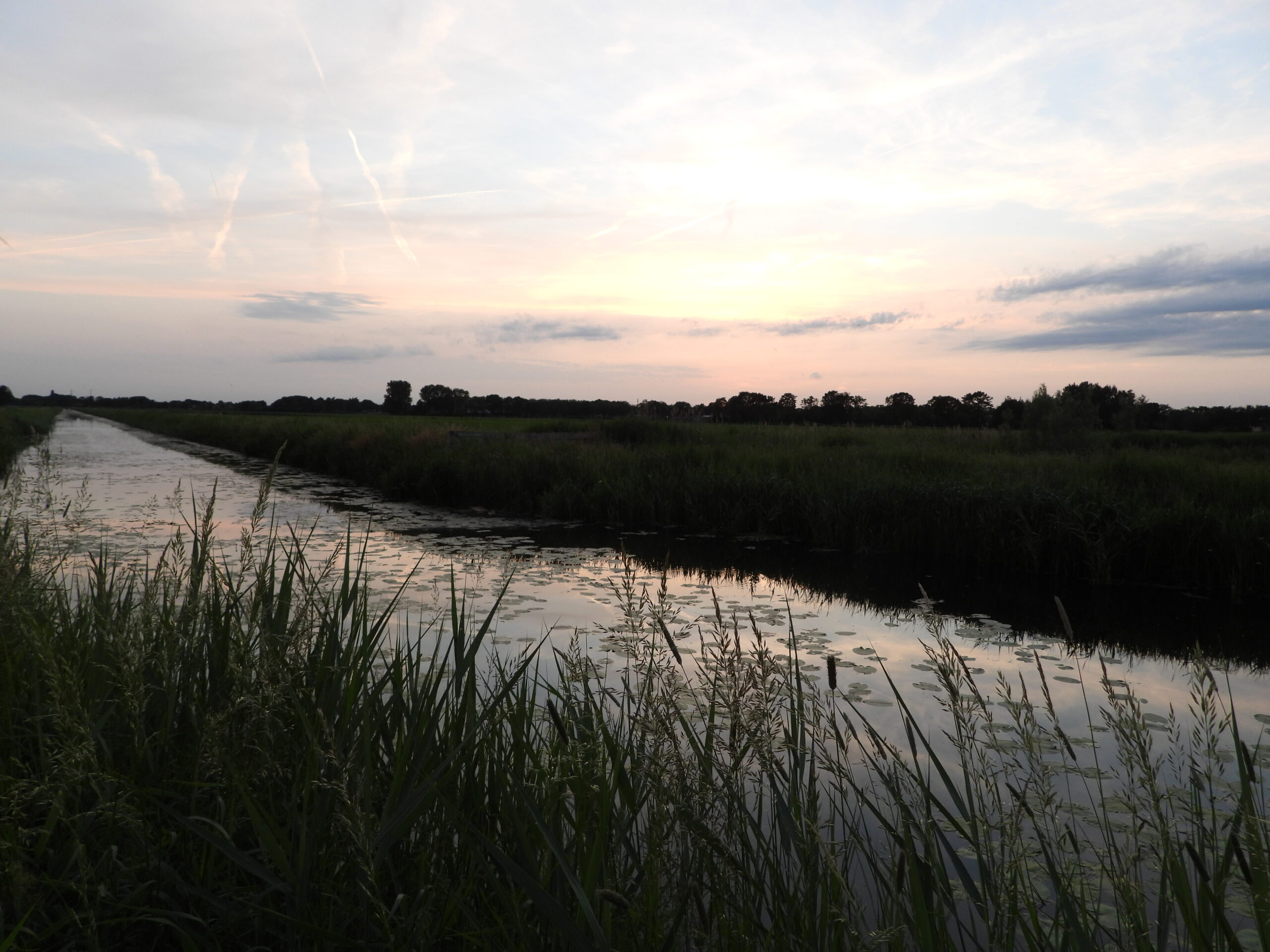 Rustige zonsondergang boven een sloot met riet en waterplanten, omgeven door een groene horizon.