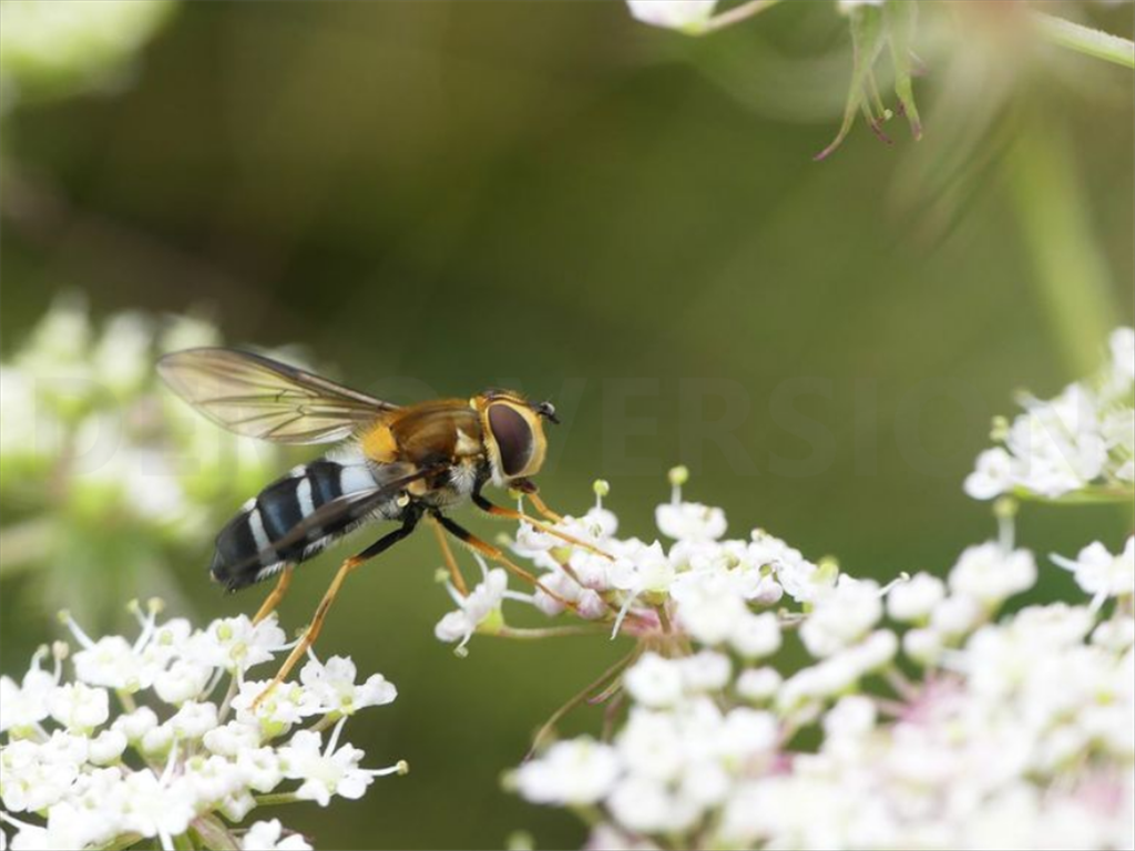 Een zweefvlieg op kleine witte bloemen tegen een wazige groene achtergrond.