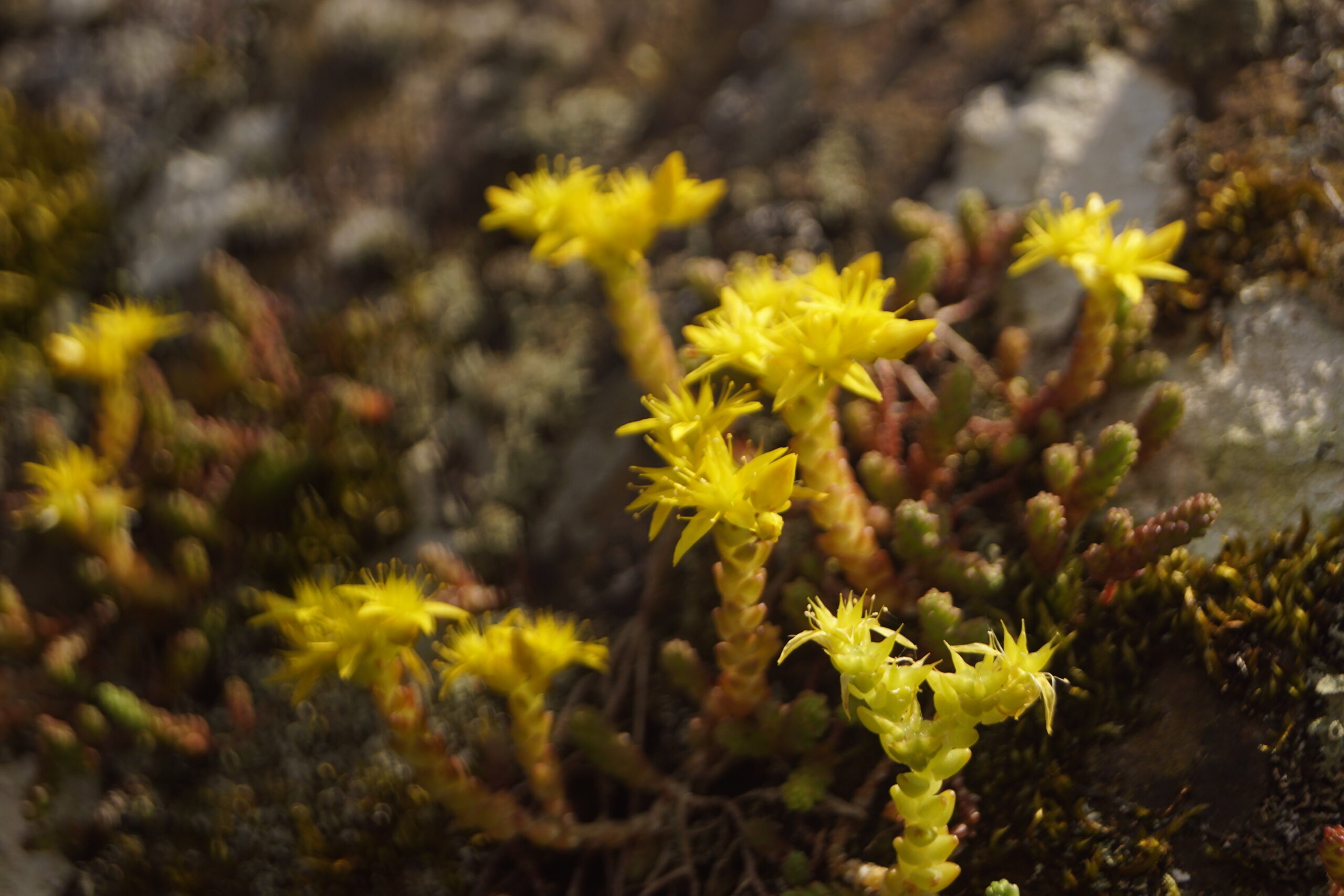 Gele rotsplanten met stekelige bloemen bloeien op een achtergrond van mos en steen.