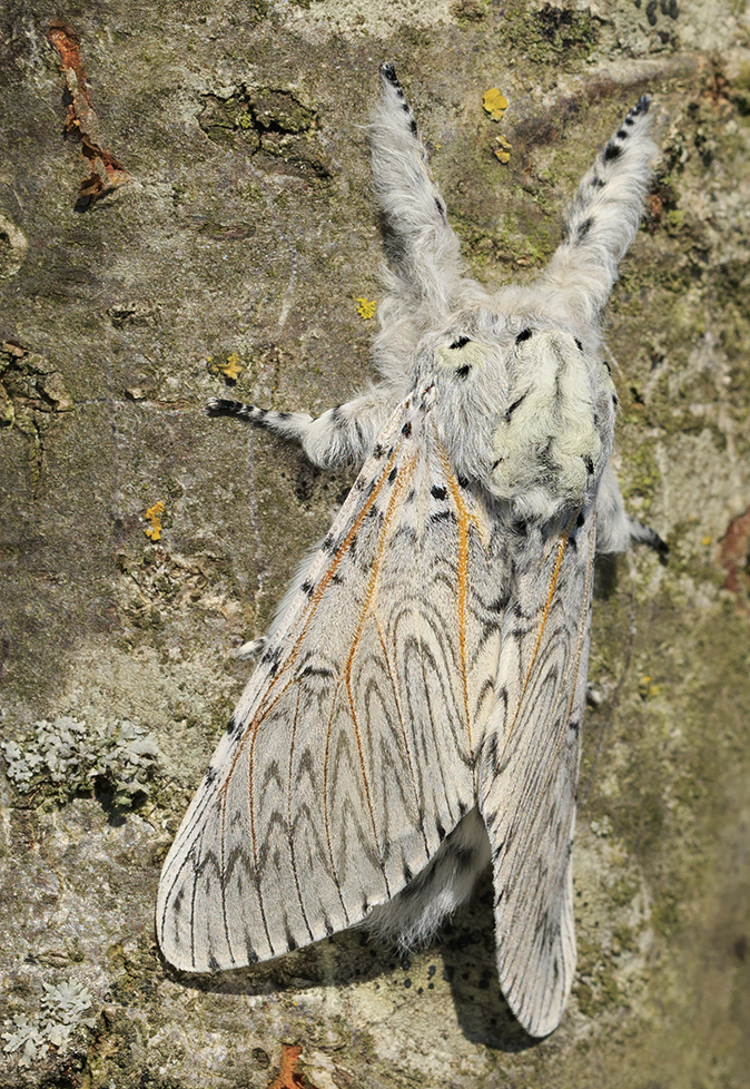 Grijze nachtvlinder met opvallende patronen zit op een boomstam, schutkleuren goed zichtbaar.