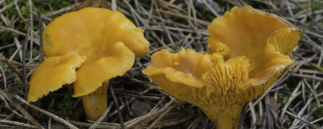 Twee gele cantharellen op een bed van droge bladeren en takjes.