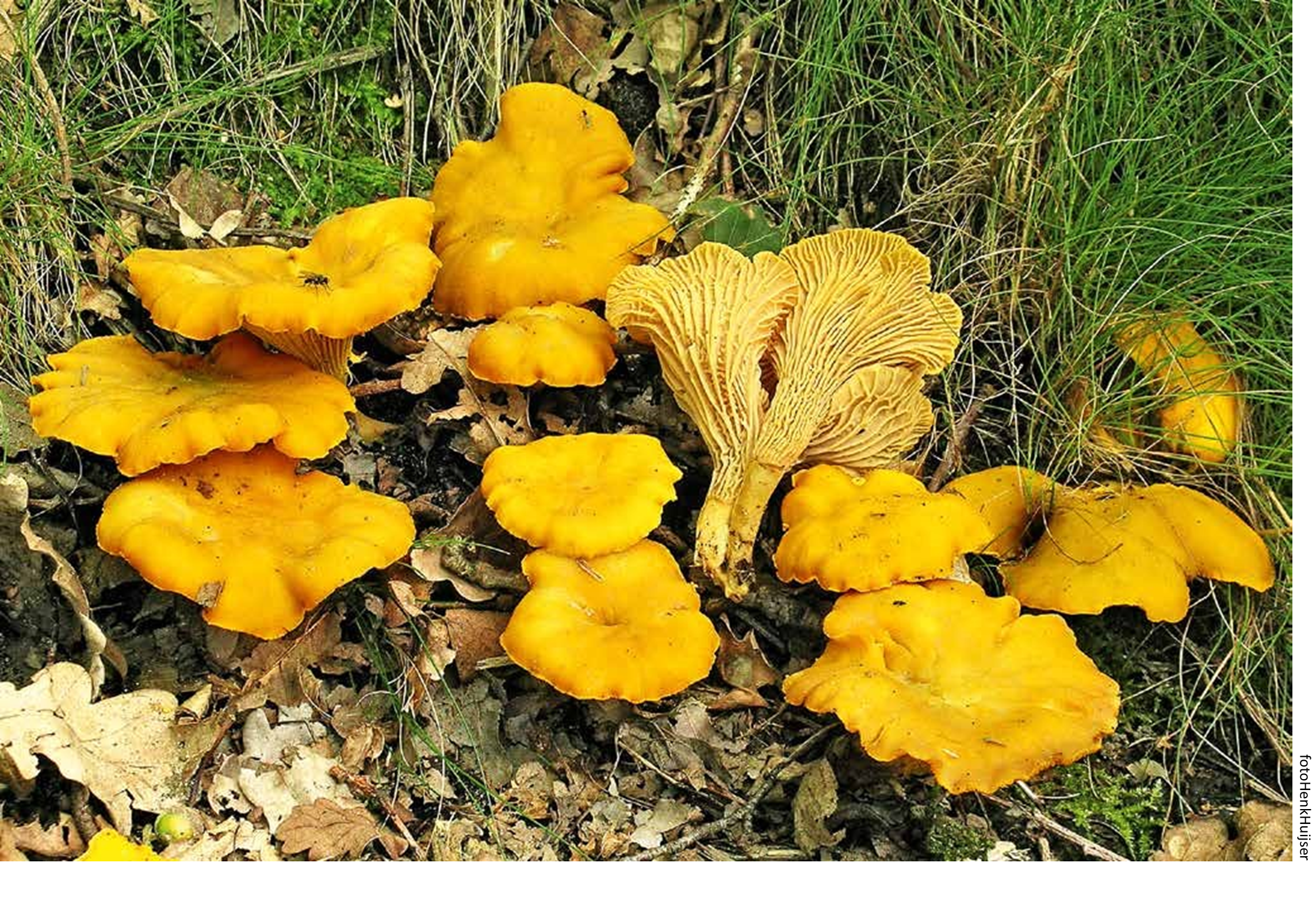 Heldere gele paddenstoelen groeien tussen gras en bladeren in een bosrijke omgeving.