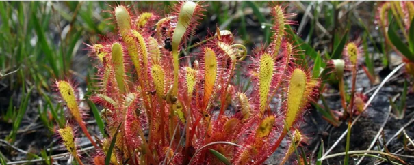 Vleesetende zonnedauwplant met rode tentakels en kleverige druppels in graslandomgeving.