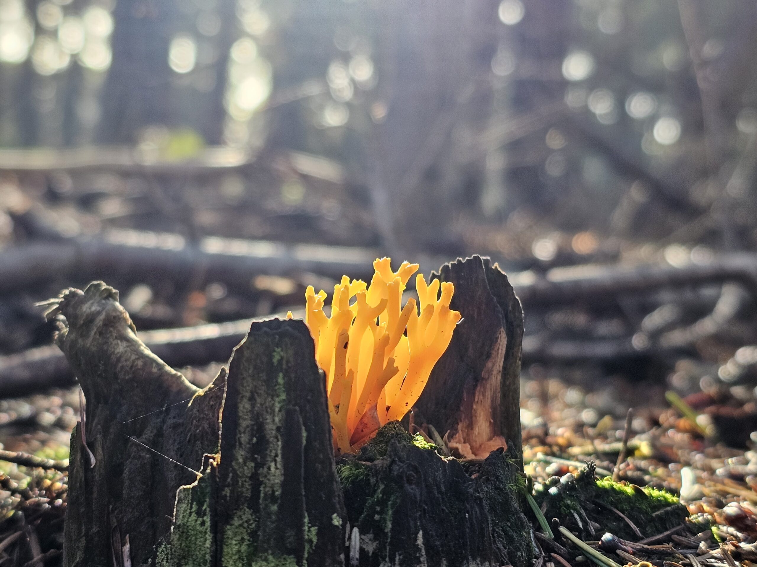Helder oranje koraalzwammetje groeiend op een vochtig, bemost stuk hout in een bos.