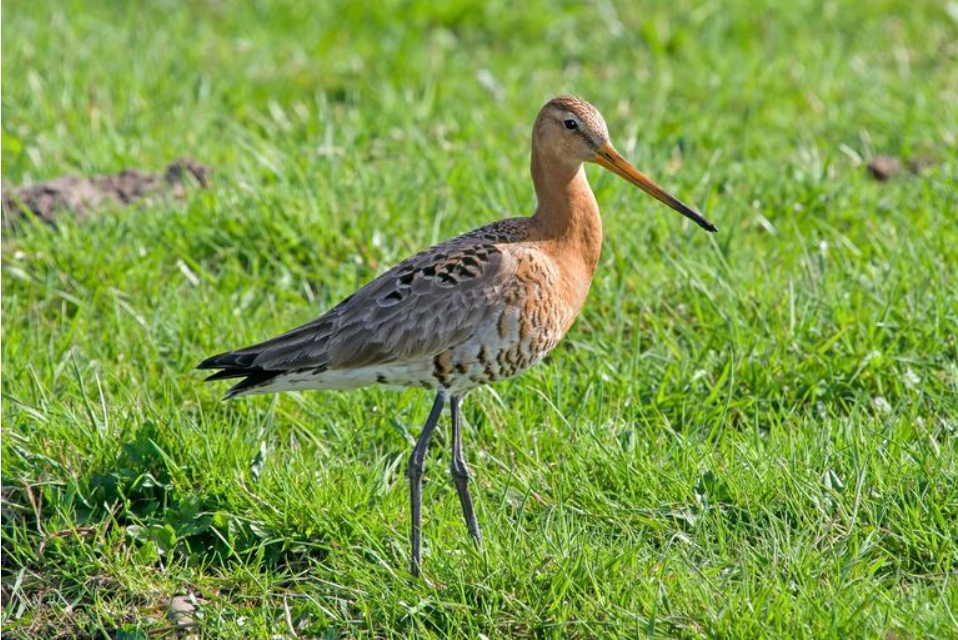 Grutto op groene grasveld, rechtopstaand, met lange snavel en gestreepte borst.