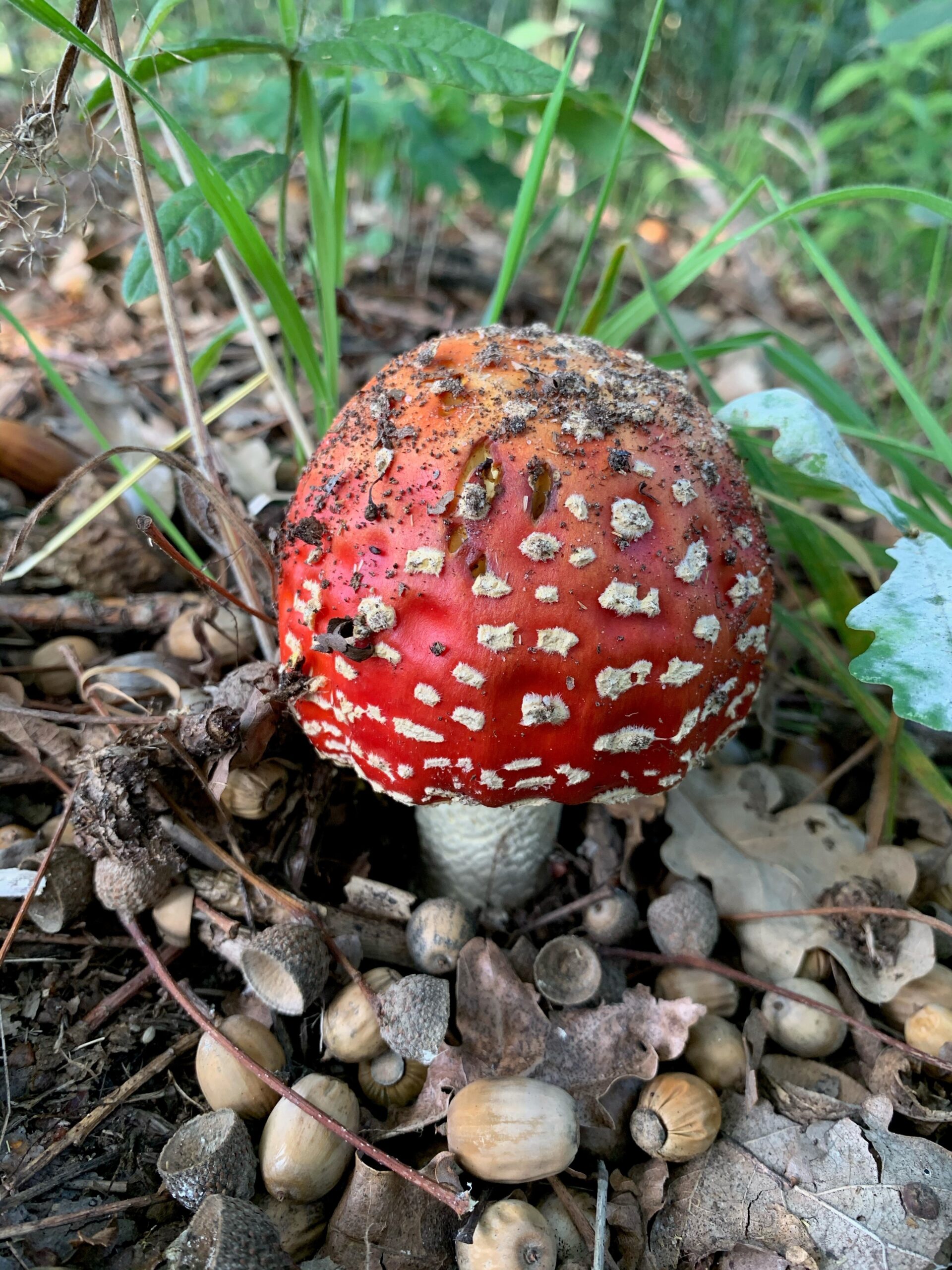 Rode paddenstoel met witte stippen in een bosrijke omgeving, omgeven door bladeren en eikels.