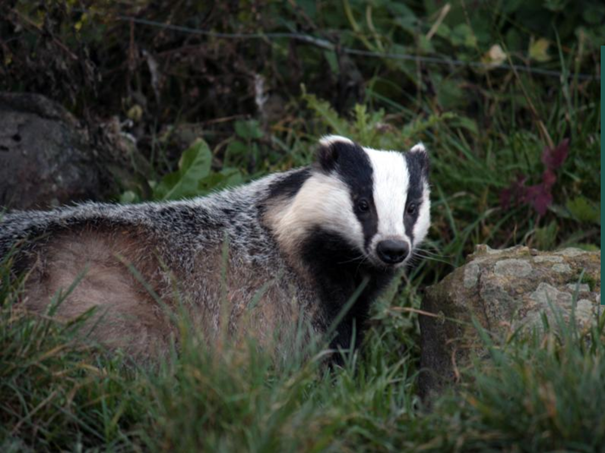 Das tussen gras en stenen in een natuurlijke omgeving.