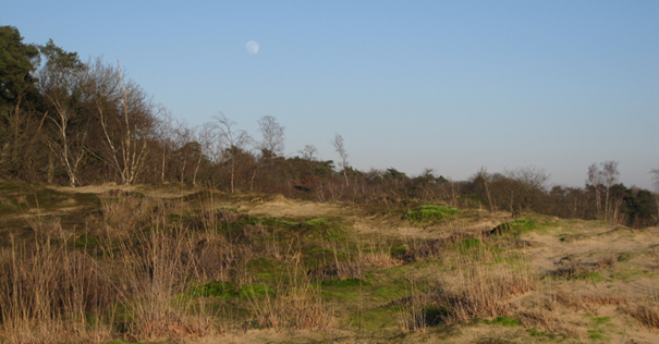 Landschap met zandduinen, begroeiing en maan aan een heldere, blauwe lucht.