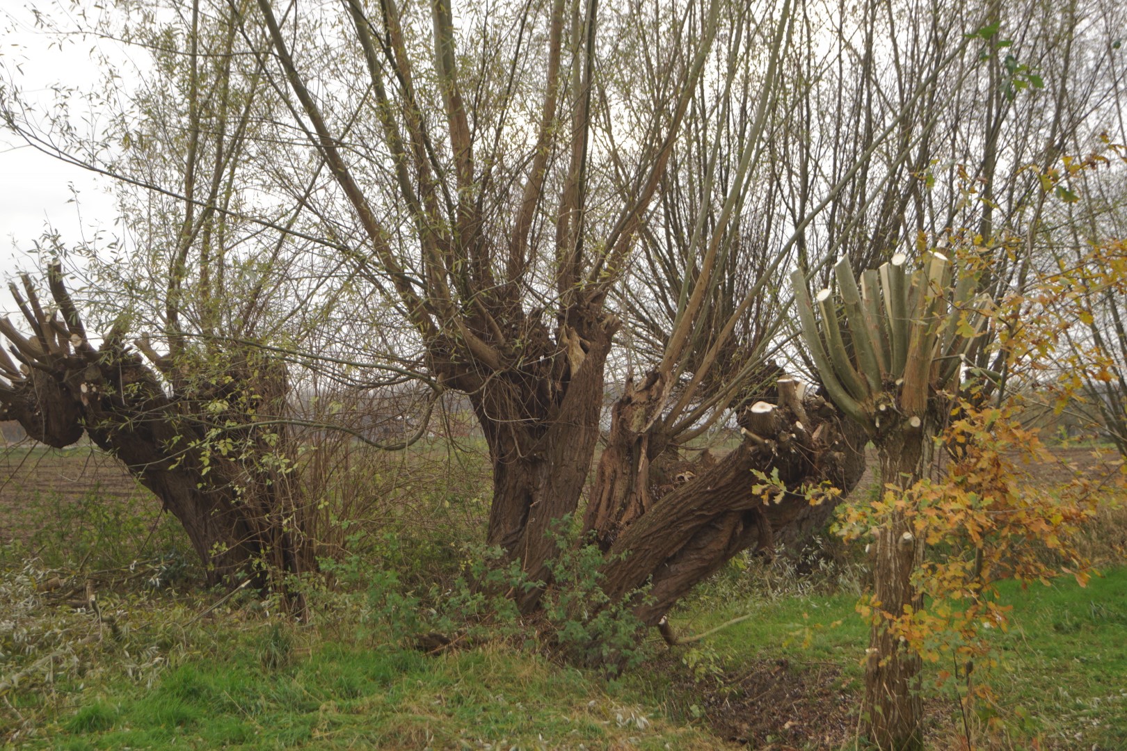 Geknotte wilgen bij een veld met herfstbladeren en kale takken.