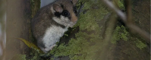 Een slaapmuis zit op een met mos bedekte boomstam, omringd door schaduwrijke takken.