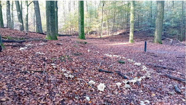 Een bosgrond met een paddenstoelenkring tussen herfstbladeren en bomen.